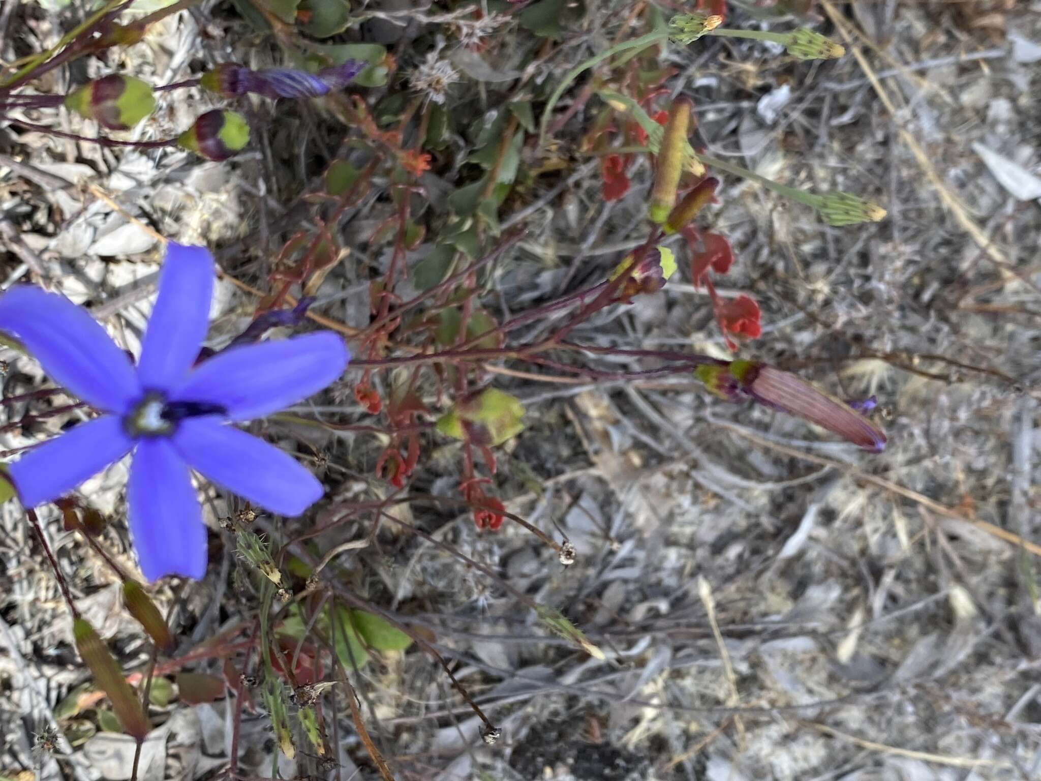 Image of Agrostocrinum hirsutum (Lindl.) Keighery