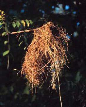 Image of Yellow-rumped Cacique