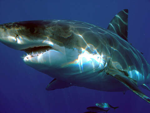 Image de Carcharodon