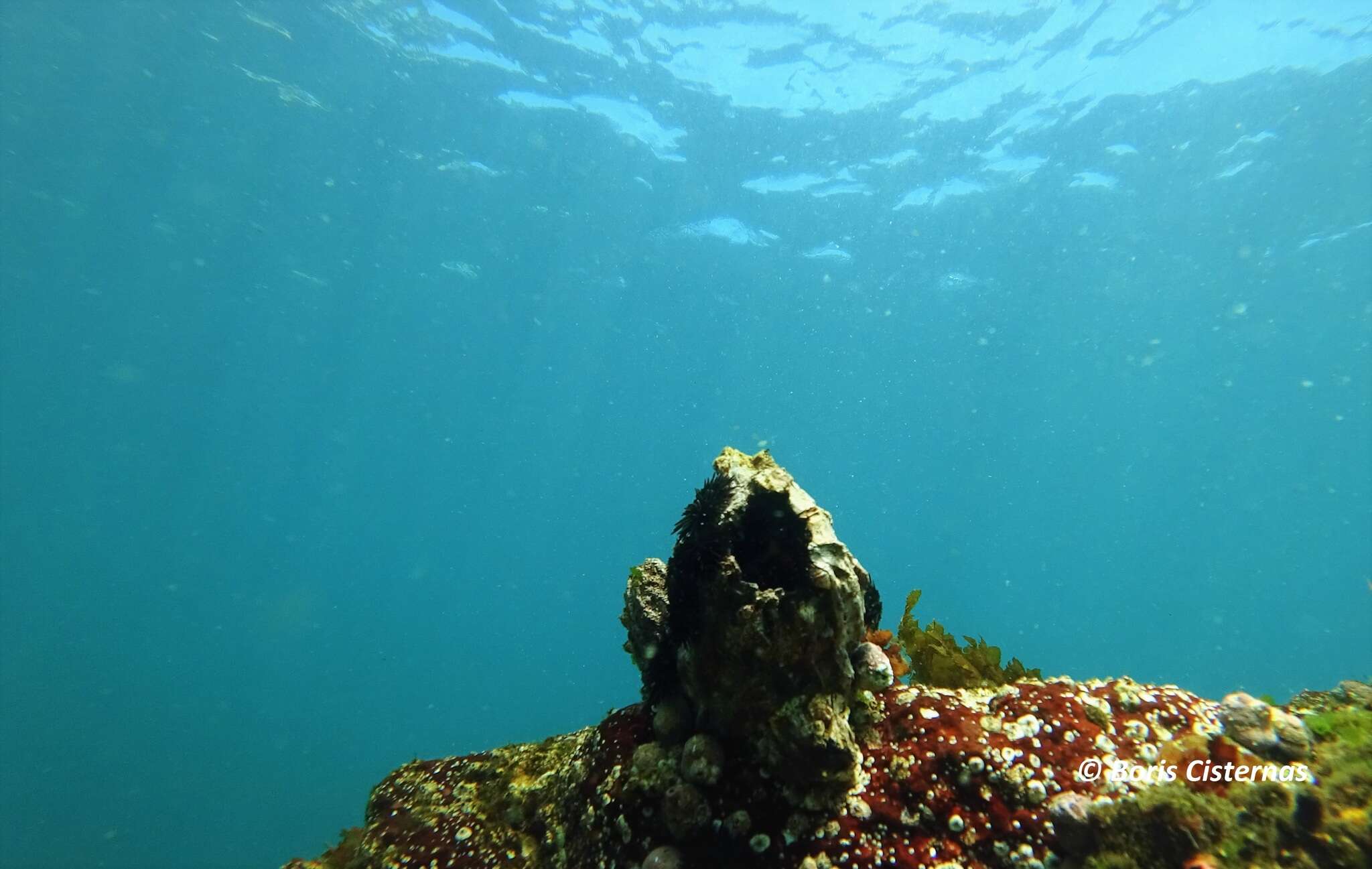 Image of giant barnacle