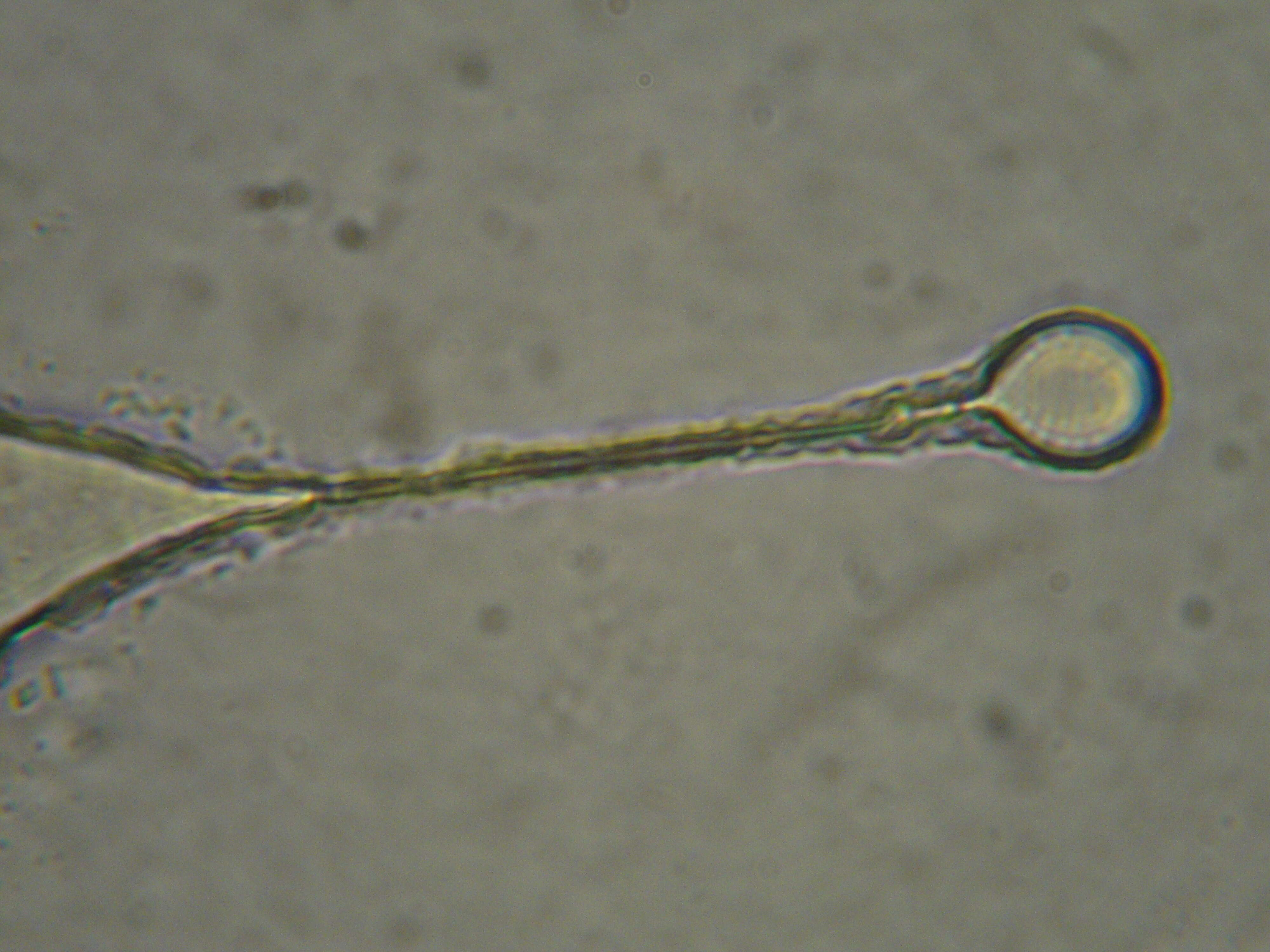 Image of Catostylus tagi (Haeckel 1869)
