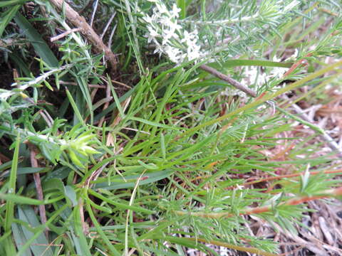 Image of Ursinia tenuifolia (L.) Poir.
