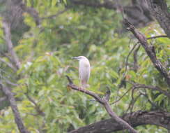 Image of Madagascar Pond-Heron