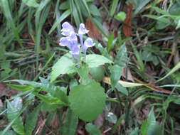 Image de Scutellaria brachyspica Nakai & H. Hara