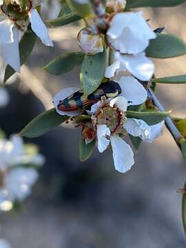 Image of Castiarina pallidiventris (Gory & Laporte 1838)