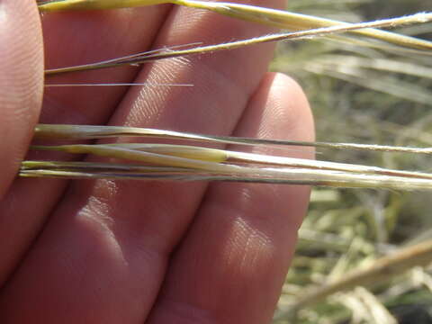 Image of New Mexico feathergrass