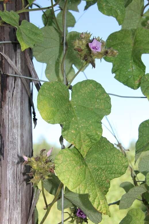 Image of Small Morning Glory