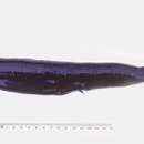 Image of Obese dragonfish