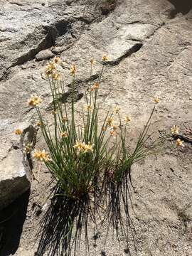 Image of Green-Head Rush