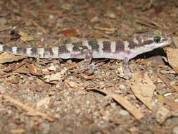 Image of Bynoe's Prickly Gecko
