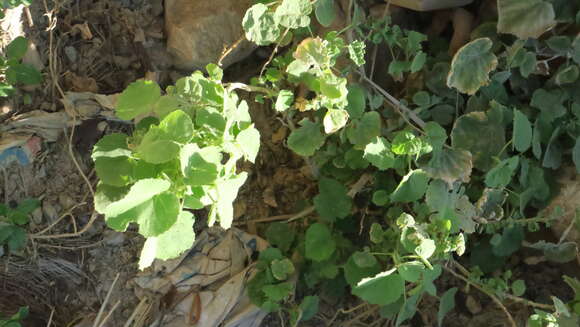 Imagem de Abutilon pannosum (Forst. fil.) Schltdl.