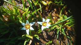 Image of Romulea columnae subsp. columnae