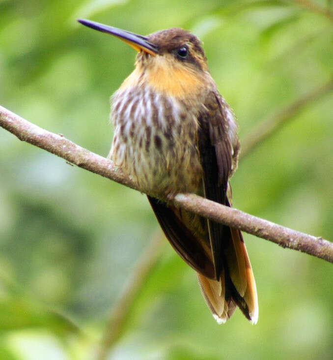 Image of Hook-billed hermit (hummingbird)