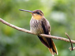 Image of Hook-billed hermit (hummingbird)