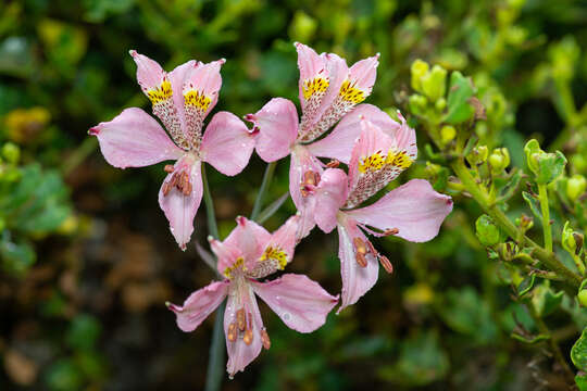 Image of Alstroemeria recumbens Herb.