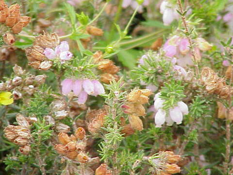 Image of Bog Heather