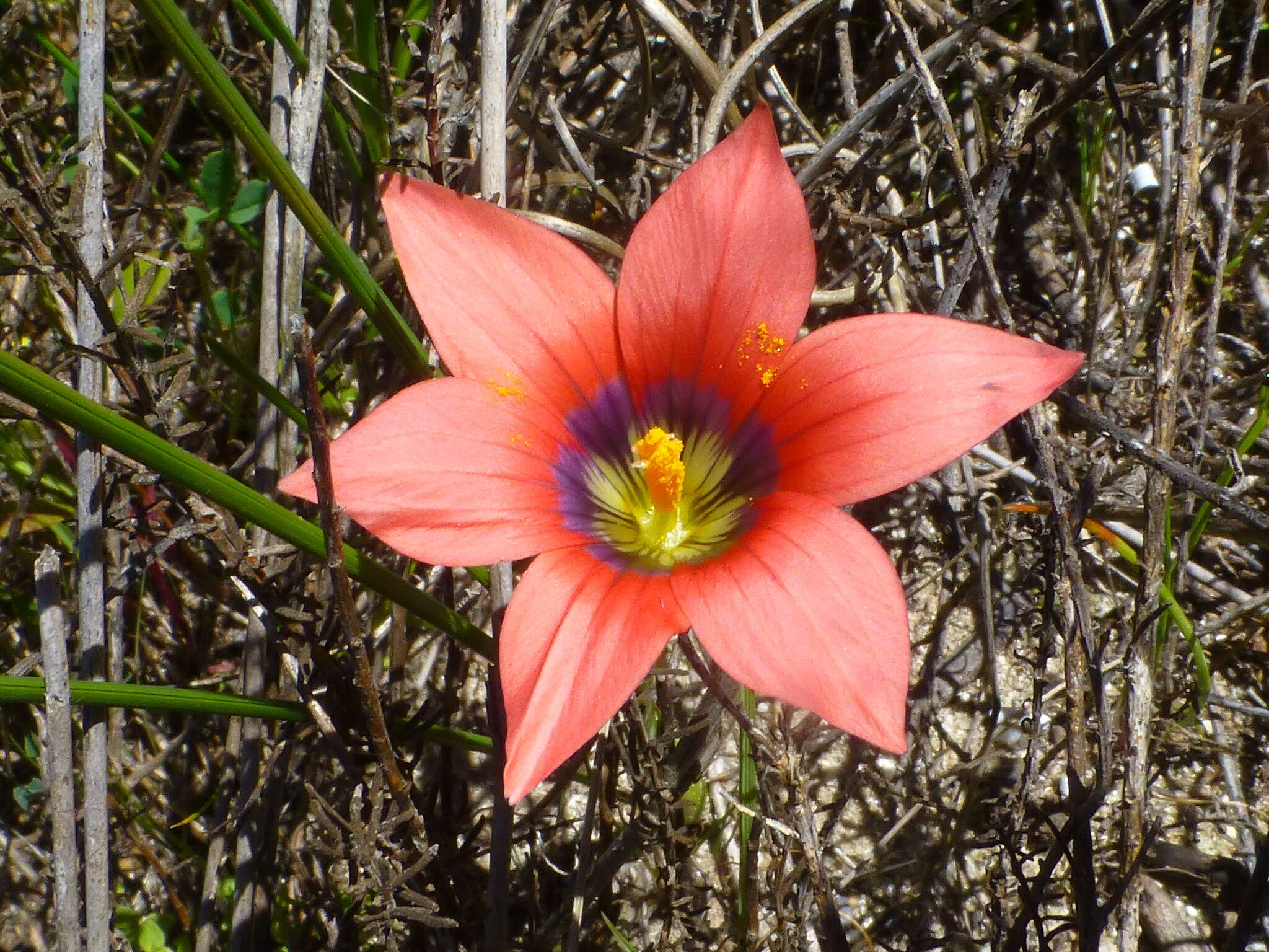 Image of Romulea obscura Klatt