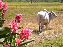 Image of Bos primigenius indicus