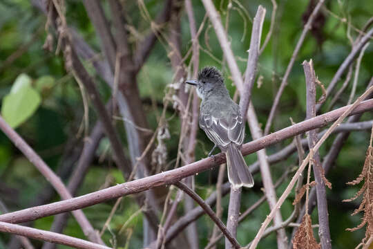 Image of Apical Flycatcher