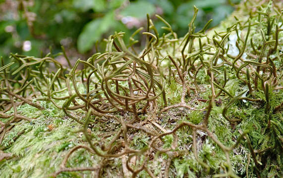 Image of Porella elegantula (Mont.) E. A. Hodgs.