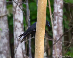 Слика од Corvus fuscicapillus Gray & GR 1859