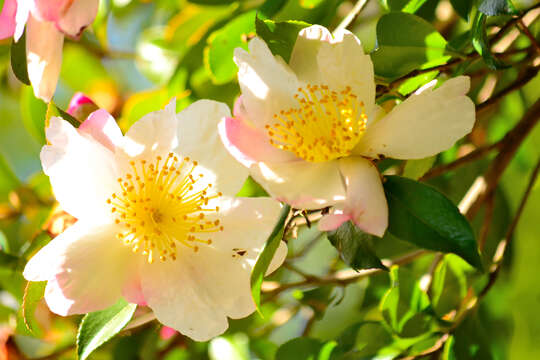 Image of Camellia sasanqua