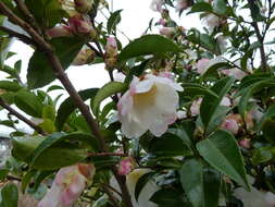 Image of Camellia sasanqua