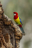 Image of Eastern Rosella