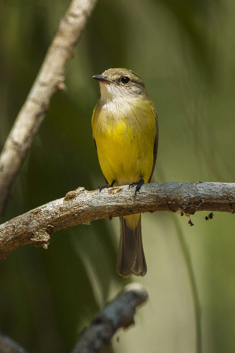 Image of Lemon-bellied Flycatcher