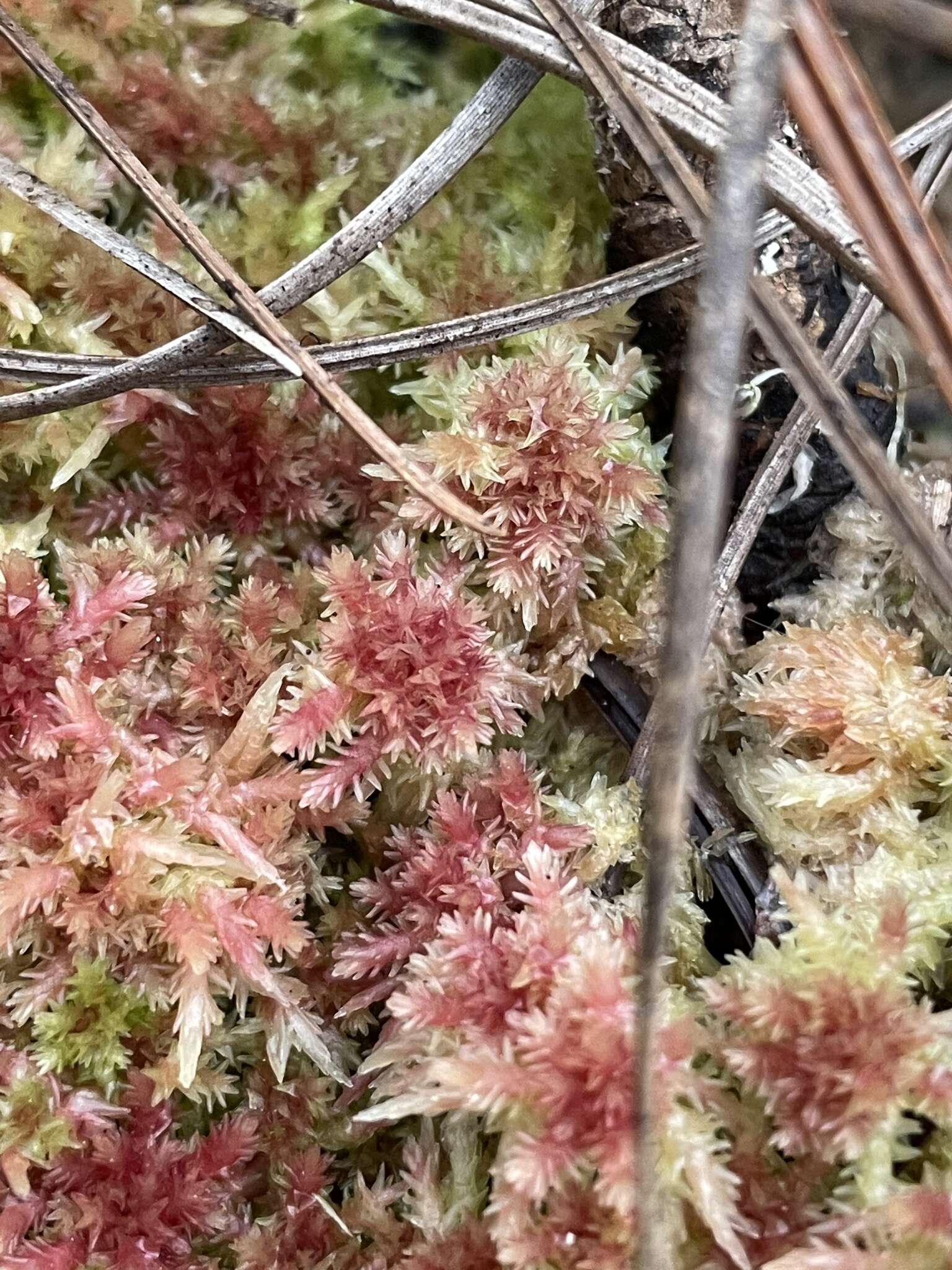 Image of blushing bog-moss