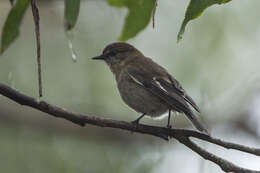 Image of Dusky Robin