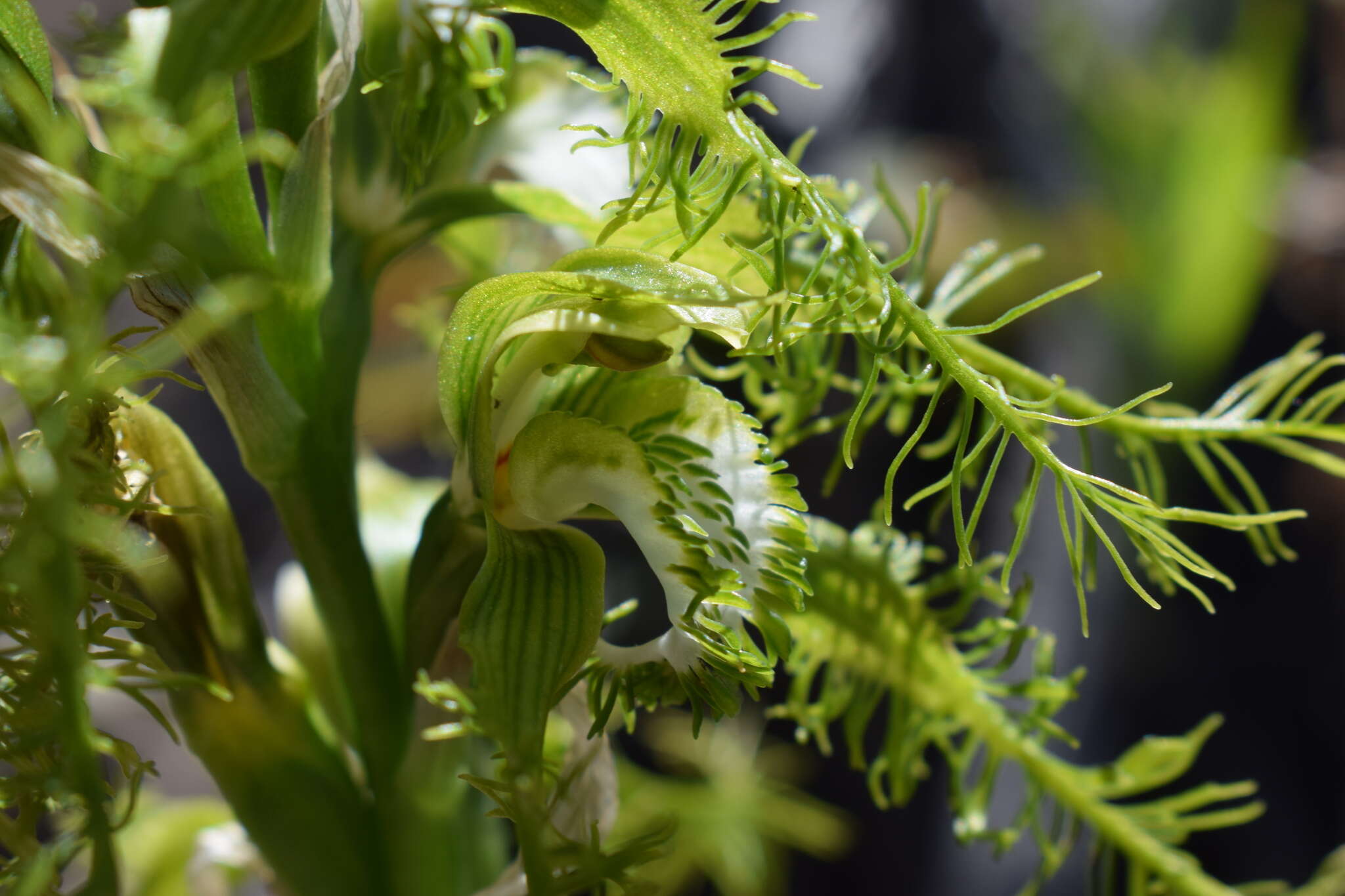 Imagem de Bipinnula plumosa Lindl.