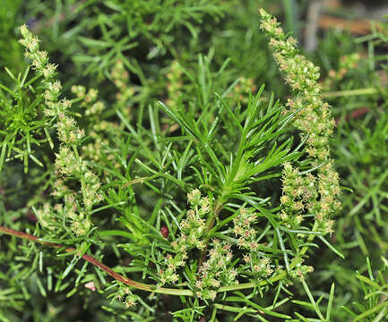 Image of Artemisia campestris subsp. glutinosa (Gay ex Bess.) Batt.