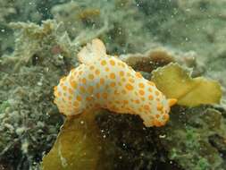 Image of Red spotted fat white slug