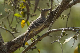 Image of Great Bowerbird