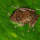 Image of Labiated Rainfrog