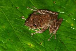 Image of Pristimantis labiosus (Lynch, Ruiz-Carranza & Ardila-Robayo 1994)