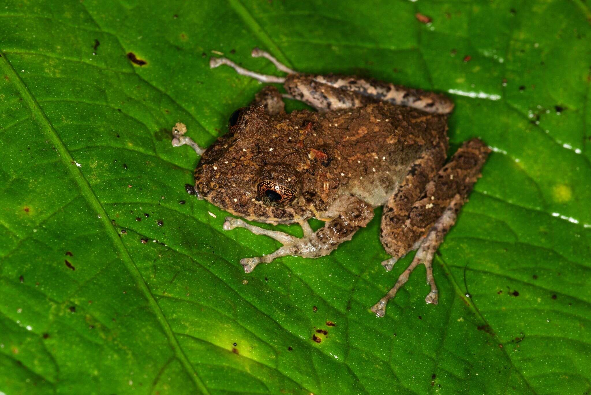 Image of Pristimantis labiosus (Lynch, Ruiz-Carranza & Ardila-Robayo 1994)