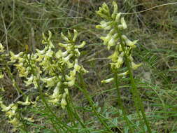 Imagem de Astragalus sheldonii (Rydb.) Barneby