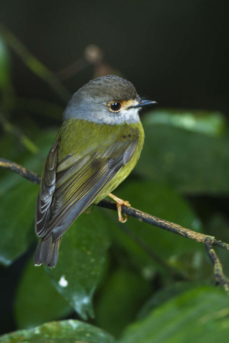 Image of Tregellasia Mathews 1912