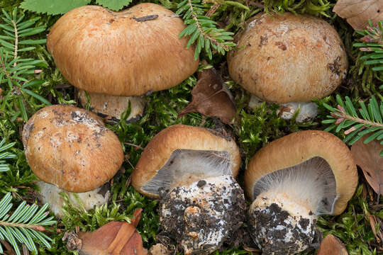 Image of Cortinarius subrubrovelatus (Bidaud) Kytöv., Liimat., Niskanen & Dima 2014