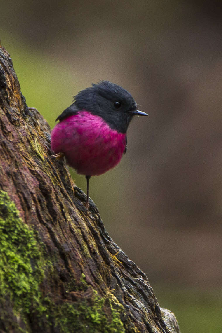 Image of Pink Robin