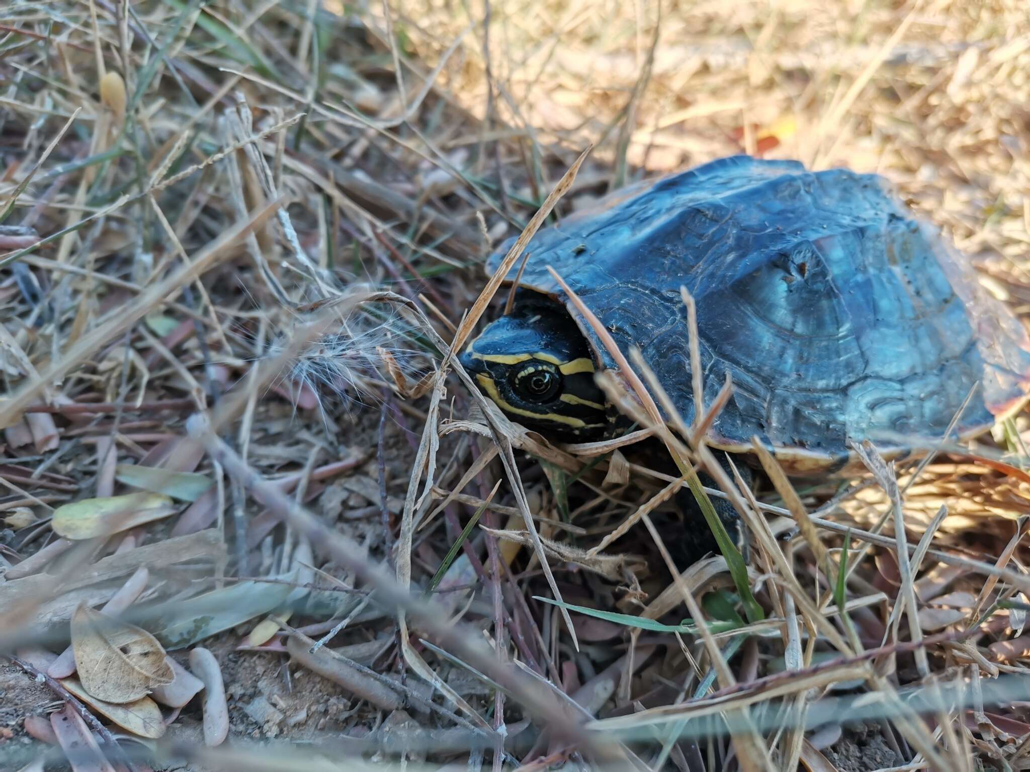 Image of Malayan snail-eating turtle