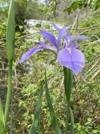 Image of giant blue iris