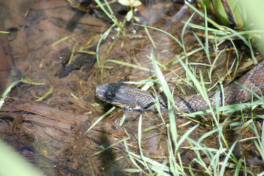 Image of Common Brown Water Snake