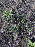 Image of sweetscented phacelia