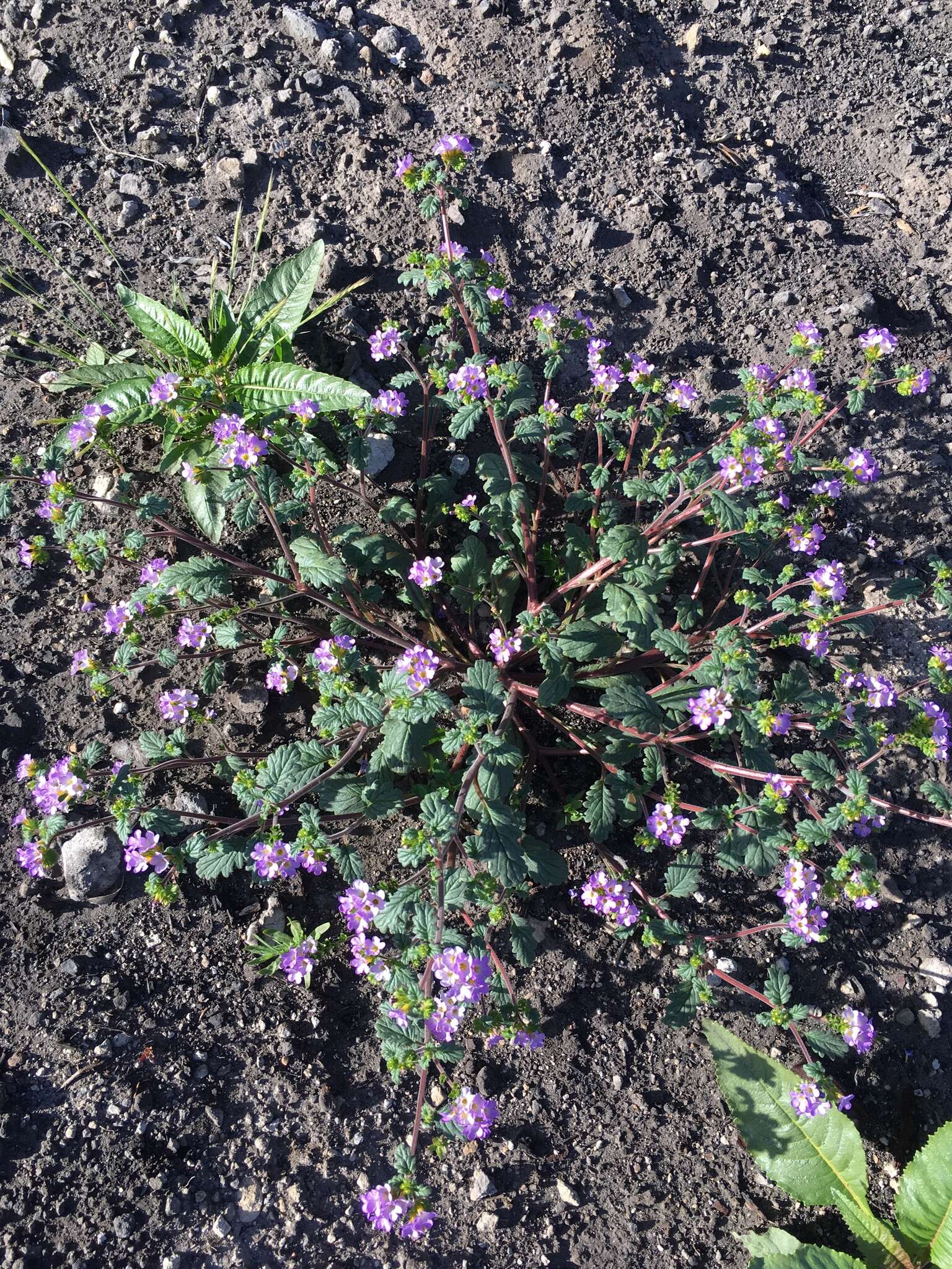 Image of sweetscented phacelia