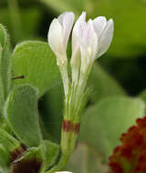 Image of Trifolium subterraneum subsp. oxaloides Bunge ex Nyman