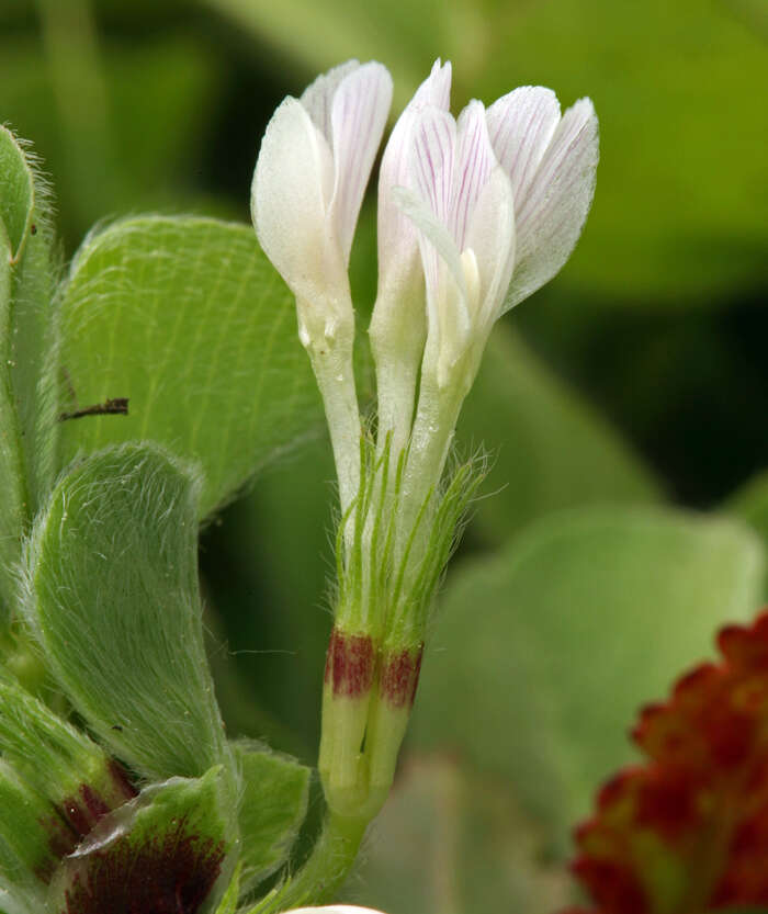 Image of Trifolium subterraneum subsp. oxaloides Bunge ex Nyman