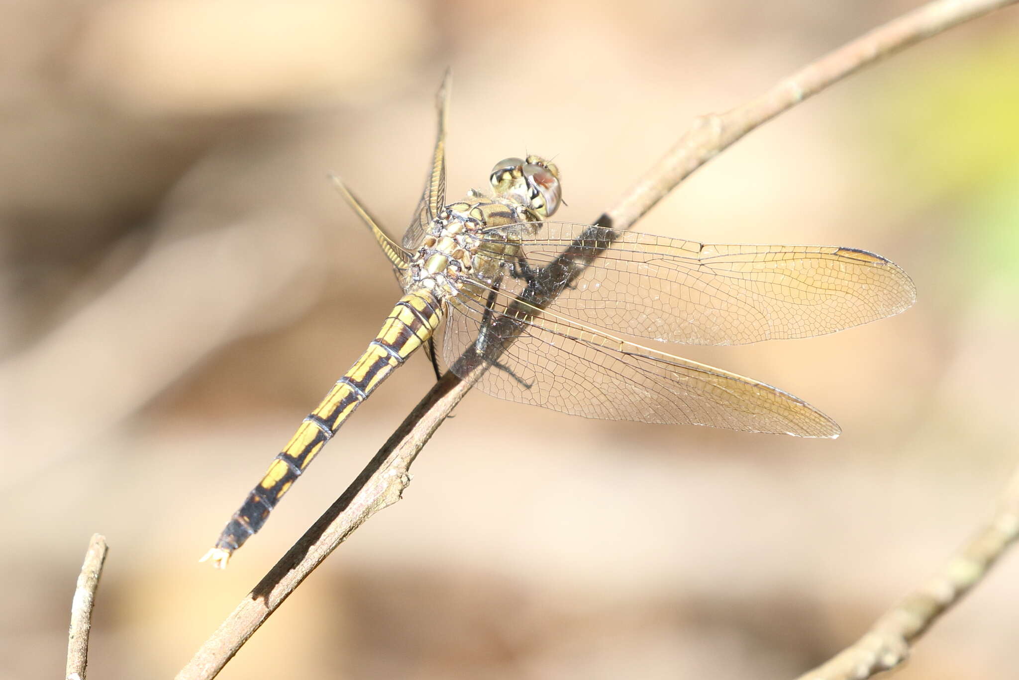 Image of Orthetrum caledonicum (Brauer 1865)